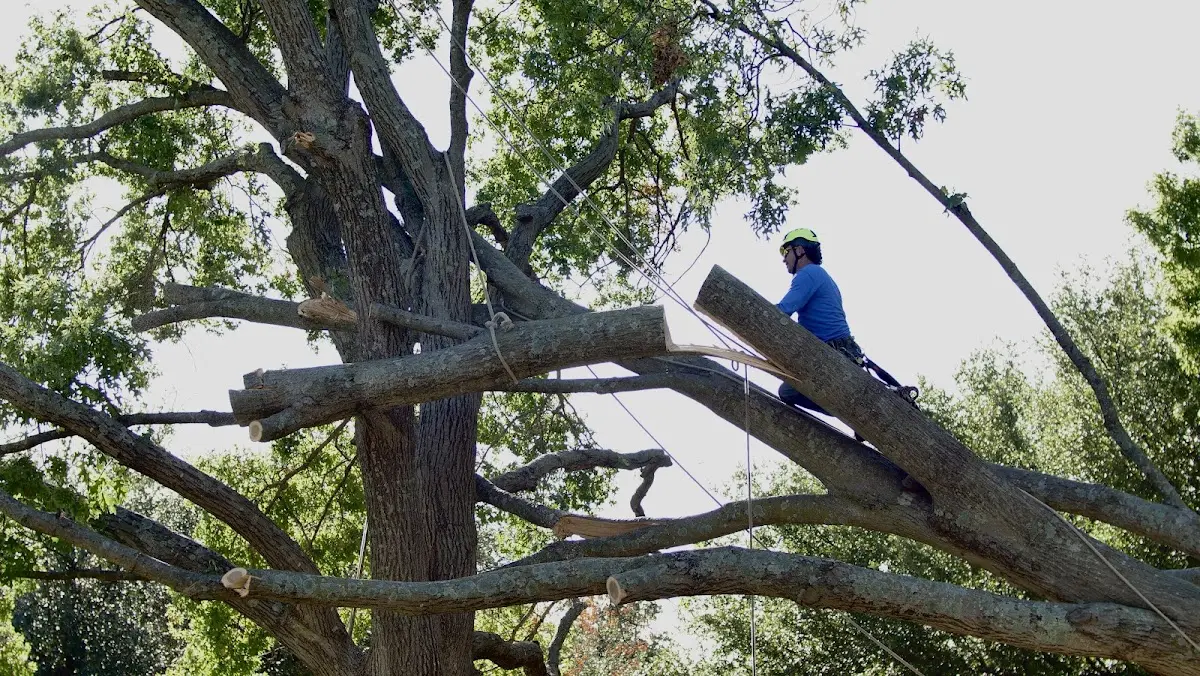 Professional Crown Thinning performed by certified arborists in Mendon
