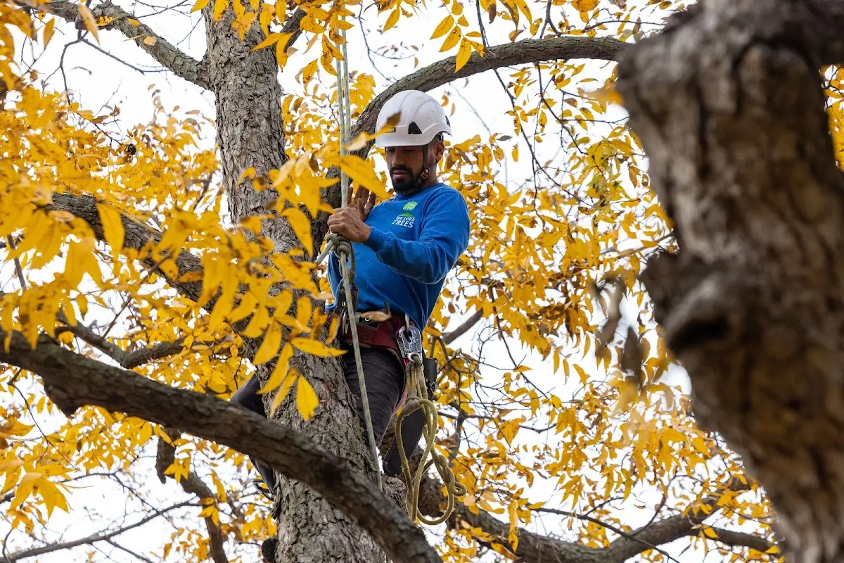 Skilled Tree Planting crew working in Mendon